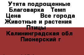 Утята подрощенные “Благоварка“,“Темп“ › Цена ­ 100 - Все города Животные и растения » Птицы   . Калининградская обл.,Пионерский г.